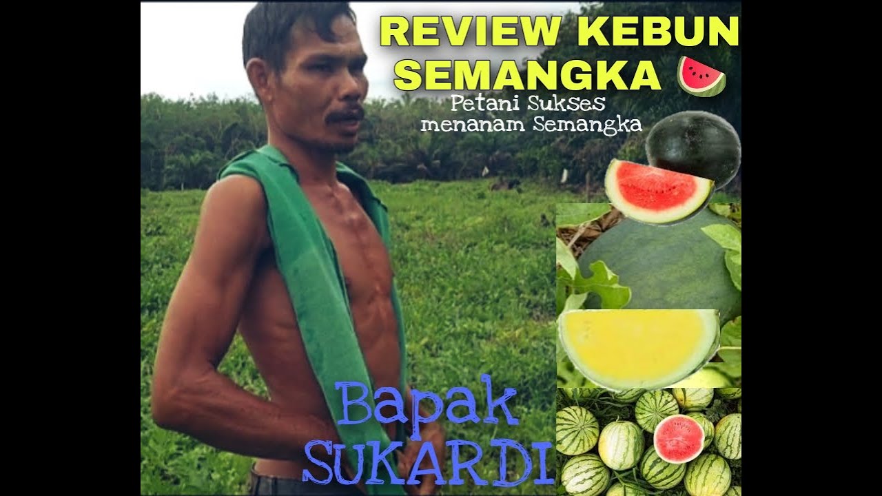 Review Kebun Semangka ð Bapak SUKARDI | Petani Sukses menanam Semangka