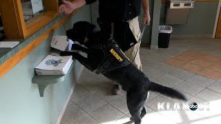 Grant Parish Sheriff's Office Gets New Electronic Detecting K9 to Help with Sex Trafficking Cases