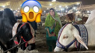 Maheen Se Zyada Lamba Hai Mandi Vlog Maza Agya