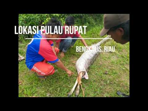 LAGI ULAR MAKAN ANAK SAPI - YouTube