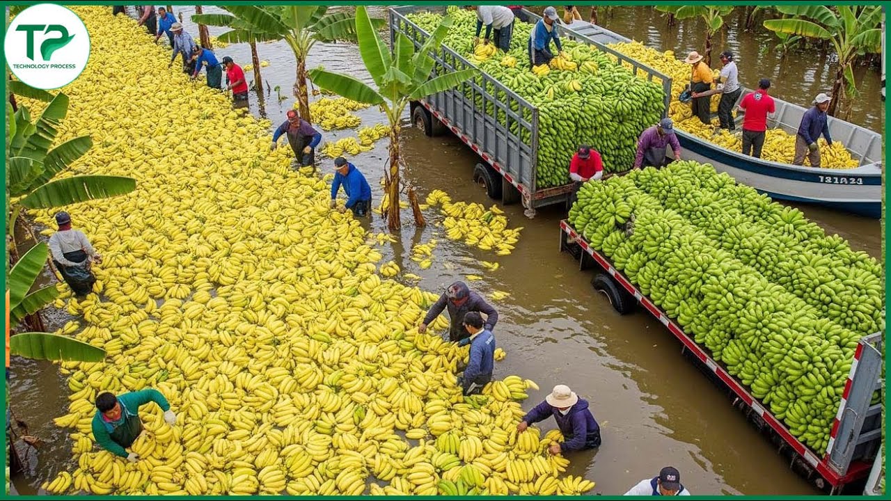 99+ Massive, Record-Setting Harvests — How Are They Harvesting This Much Food? | Relaxing Harvest
