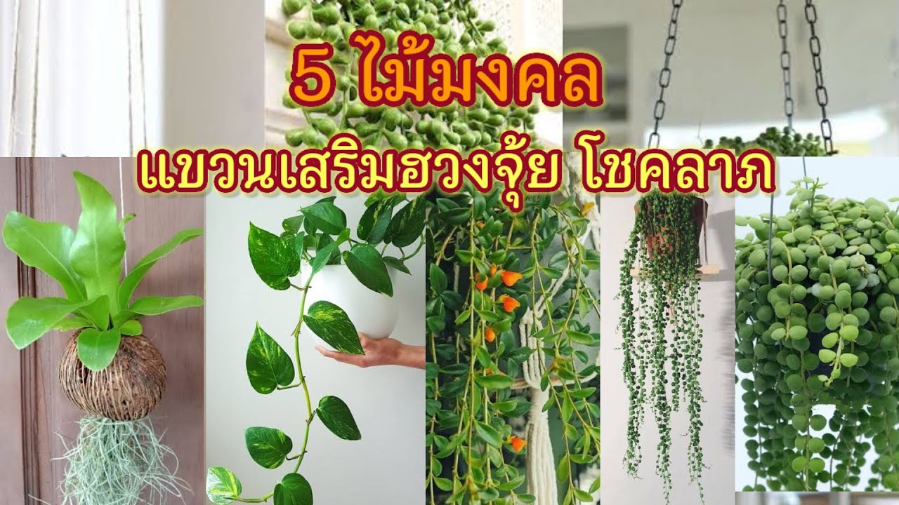 ไม้มงคลสำหรับแขวนปรับฮวงจุ้ย เสริมโชคลาภ เงินทองลื่นไหล