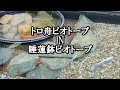 トロ舟80Lめだかビオトープの中にコメリの睡蓮鉢ビオトープを入れて岩や石で壁を作って隠れ家みたいなレイアウト。メダカは気に入ったみたい