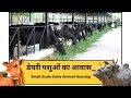 जाने, डेरी पशुओं का आवास कैसा होना चाहिए - #Dairy #Animal #Shelter #cattle #care