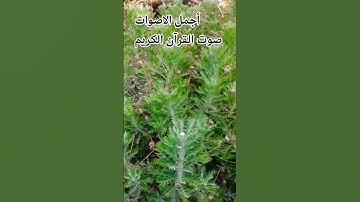 قران كريم بصوت جميل للشيخ ماهر المعيقلي 🌹😍🤲🌷 #اكسبلور #المصحف #راحة_نفسية #الرحمن #تصويري