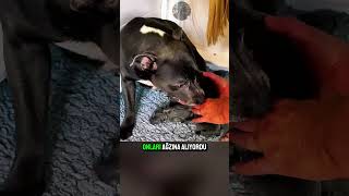 İlk Kez Anne Olan Köpek