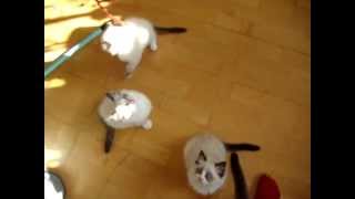 Ragdoll kittens - toy run by Marta Jakubowska 311 views 11 years ago 33 seconds