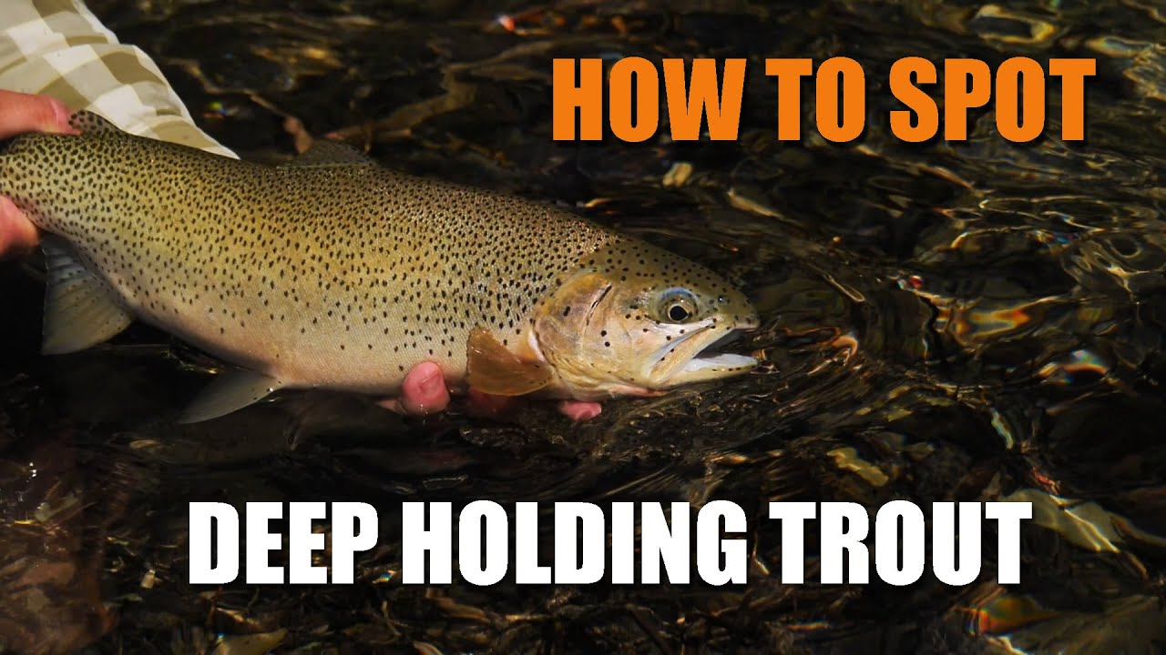 prospect แปลว่า  Update 2022  How-to Spot Deep Holding Trout (AKA \