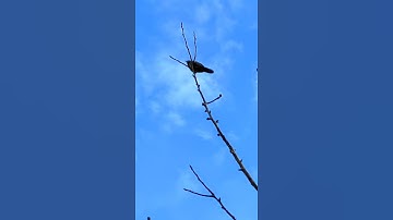 Thumbnail of Morning of Gilgit Baltistan Apricot Blossom Singing bird ~ GoharBalti