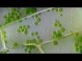 Cyclosis  cytoplasmic streaming in plant cells elodea  dic microscope 1250x