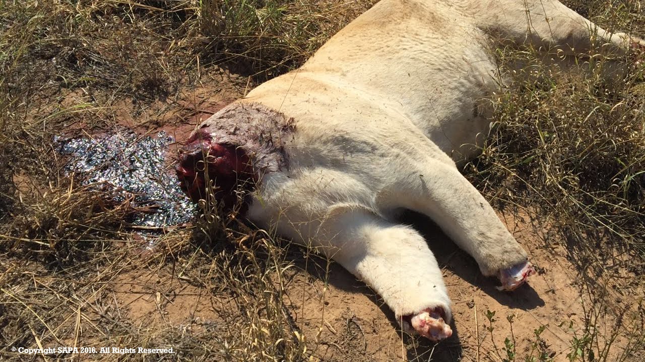SAPA offers a Reward to help Stop Lion Poaching in South Africa