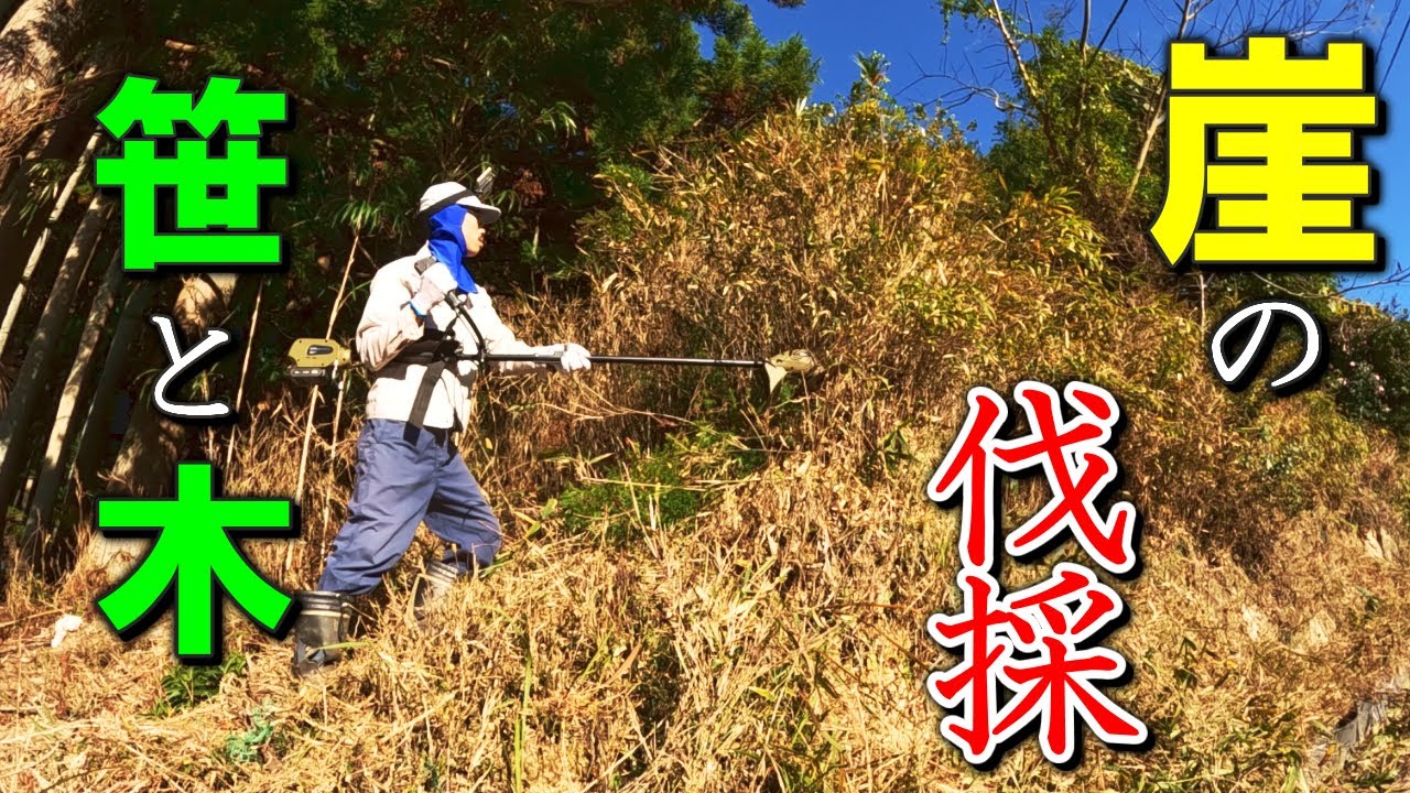 A vulnerable man living in a hut cuts down the bamboo and trees growing on a cliff.