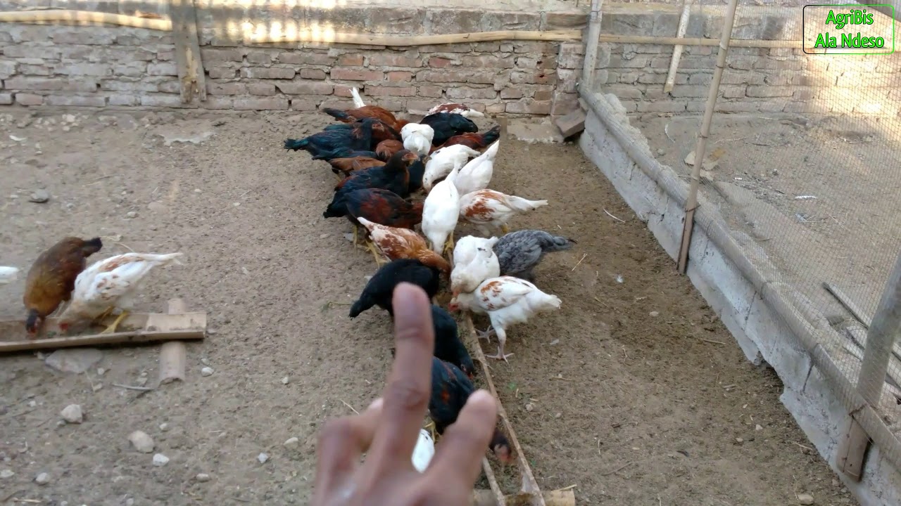 Ayam JOPER di Jadikan INDUKAN 