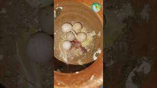 Funny Budgie Moments You’ll Love 🐤🤣 #budgie #parrot #parakeet #birdvideos #pets #shorts #trending