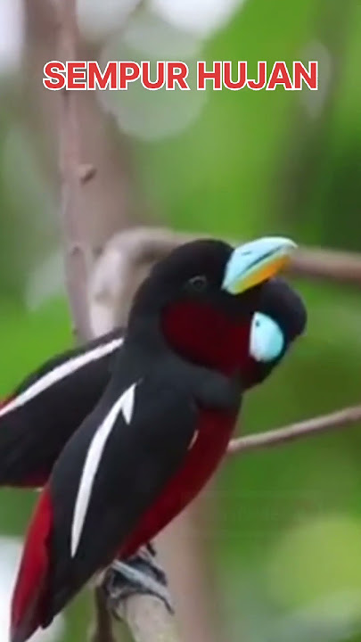 BURUNG SEMPUR HUJAN YANG CANTIK, BANTU SUBSCRIBE YA GUYS