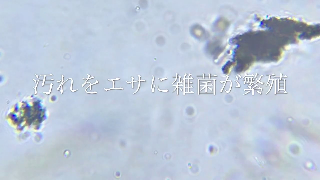 風呂雑菌を観察してみた - YouTube