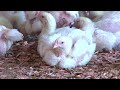 CHICKEN PRICES UNMOVED DESPITE KWACHA GAINS – PAZ