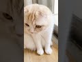 寝ぼけた可愛い猫がいたので話しかけて見たら…#shorts