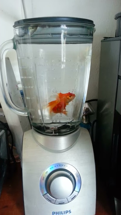 Fish in a blender