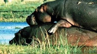 worst hippo mating