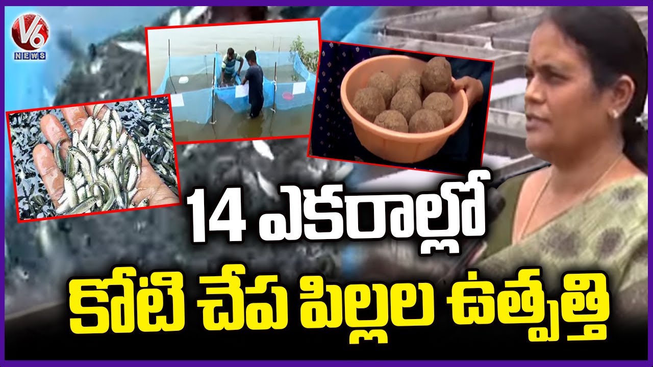 Fish Seed Farm At Lower Manair Dam | Karimnagar | Ground Report | V6 News