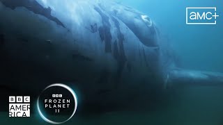 Welcome to the Whale Health Spa 🐳 Frozen Planet II | BBC America