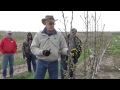 Growing & pruning Super Slender Axe (SSA) cherry trees on Gisela rootstock