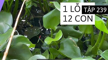 Tập 239 - Đứng Một Chỗ Câu Hết Ổ Cá Rô Mề