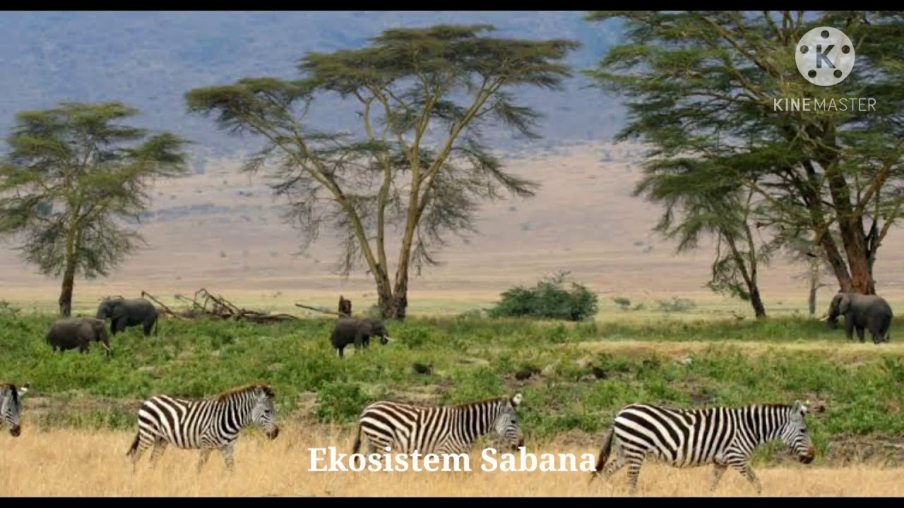 зебра найроби. животные саванны зебра с красной гривой. кратер нгоронгоро танзания. зебра живет в саванне или тропическом лесу. саванна серенгети танзания.