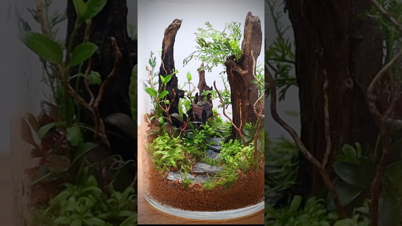 Closed terrarium with aquatic plants