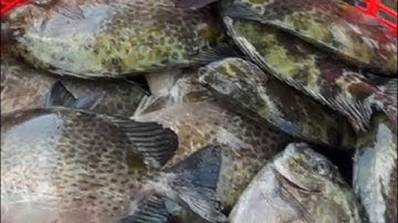 Năm nay trời  cho được mùa cá dìa ,  anh em đi câu ngày thu cả triệu đồng : 