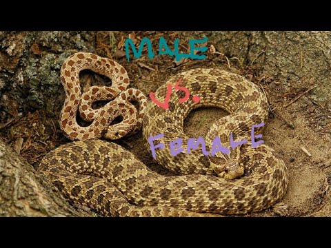 Snake Size Comparison - YouTube