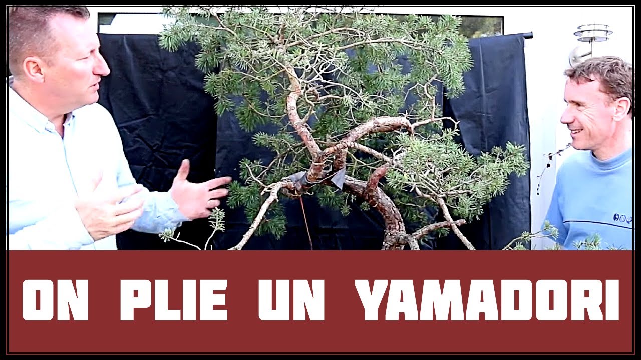 TECHNIQUE pour PLIER un PIN YAMADORI (part II) 🌱 NEJIKAN BONSAI 🌱