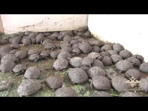 10 Schildkröten, von denen du nicht glaubst, dass es sie wirklich gibt