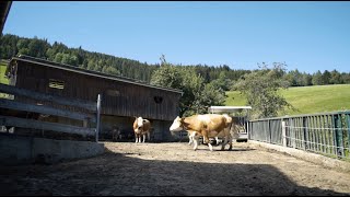 Auslaufstall - ein neues Stallsystem für kleine Milchviehbetriebe