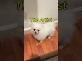 Masterpiece… and the Innocent Artist 😇🐕 #cute #funny #hamachi #pomeranian #smalldog #funnydogs