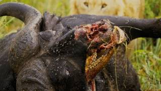 Lion Feast on Macabre Buffalo; Masai Mara, Kenya
