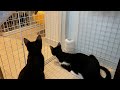 【保護猫】黒猫のジジと先住猫ちゅラッキーがとうとう柵越し対面！