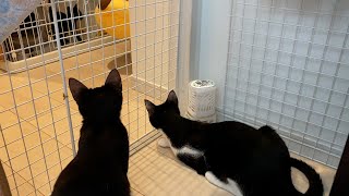 【保護猫】黒猫のジジと先住猫ちゅラッキーがとうとう柵越し対面！