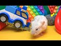 🐹 Hamster vs Pop It maze for pets 🐹 Escape in the Best Hamster Challenges #10