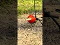Easy trap creative #trap