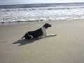 Roxy the English Pointer stalking the bird in North Carolina.MOV Roxy the English Pointer stalking the bird in North Carolina.MOV