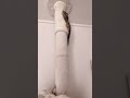 休日はキャットタワーを満喫 #shorts