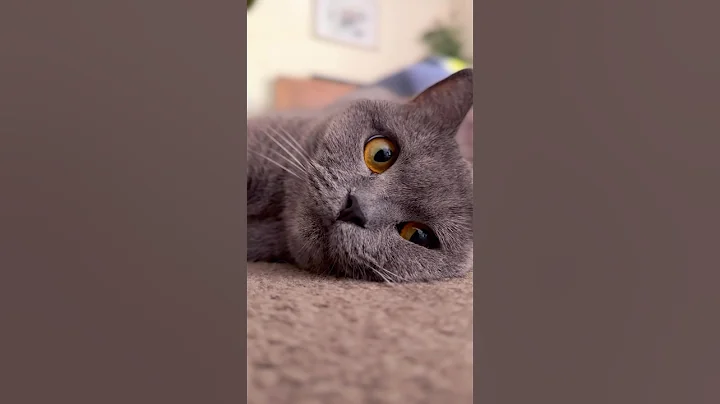 Video 11676381: british shorthair cat breed, britishshorthair kitten cutecat, britishshorthair kitten cute funny