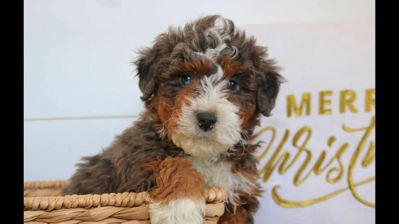 Mini Bernedoodle Puppies for Sale