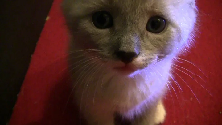 Video 11873871: siamese kitten playing