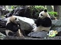 Official Panda Guide To A Perfect Year | iPanda
