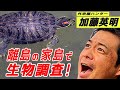 34.兵庫県の家島でアカミミガメの求愛ダンスに遭遇！