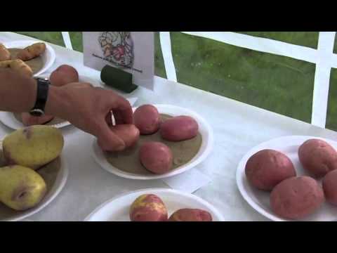 Potato Judging at The Annual "},{"text":"Kersal","bold":true},{"text":" Vale Horticultural ...