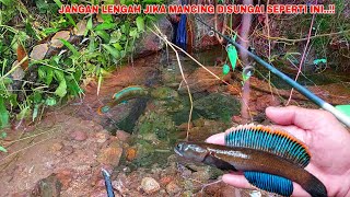 MENGERIKAN..!! Hati Hati Kalo Mancing Ikan Channa Limbata Disungai Seperti Ini